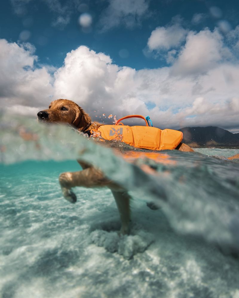 Protector life jacket.jpeg