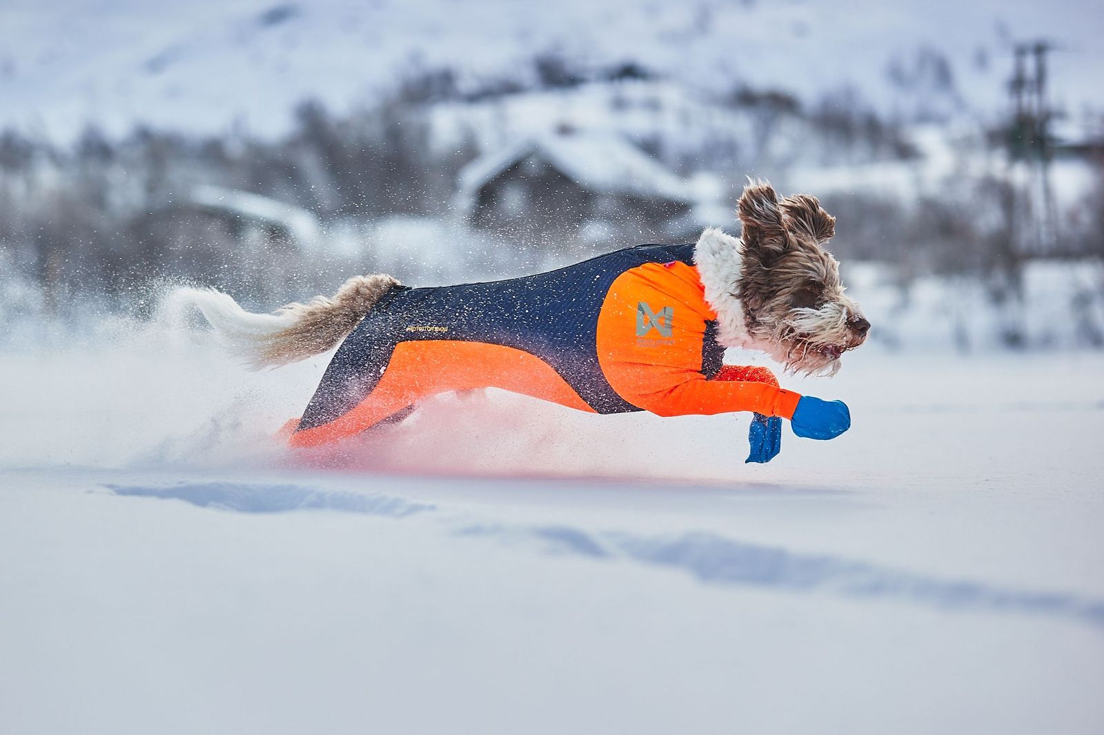 Protector snow.jpeg